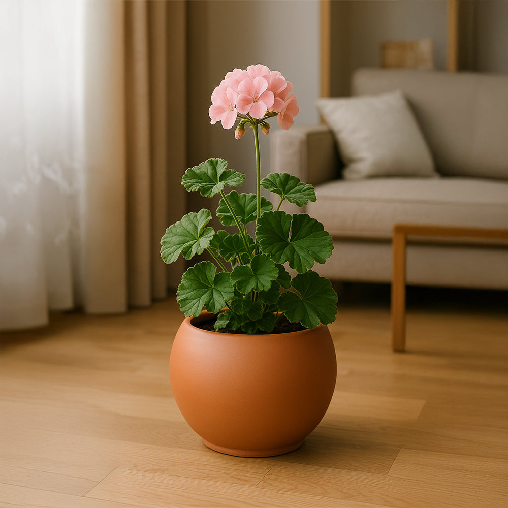 Round Belly Terracotta Flower Pot