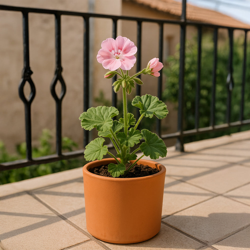 Straight Cylinder Terracotta Flower Pot