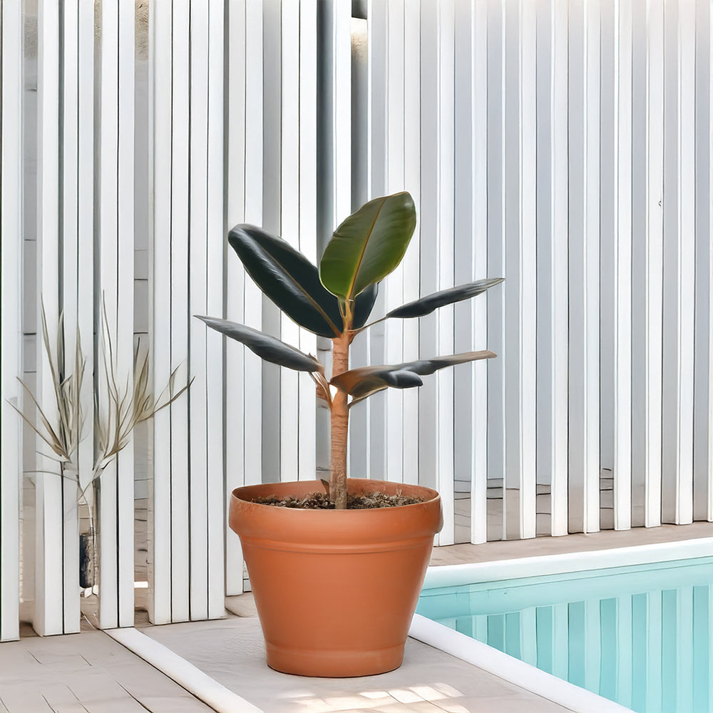 Wide Rimmed Terracotta Flower Pot