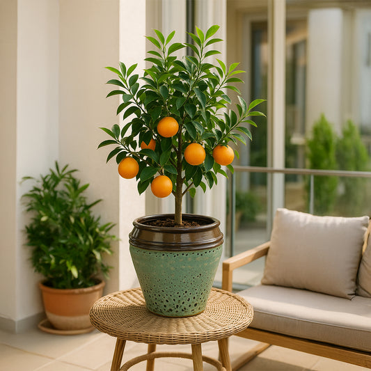 Clayspire 90cm Jars